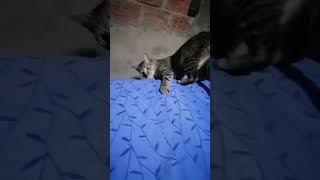 papá quiero descargar una app #humor #cat