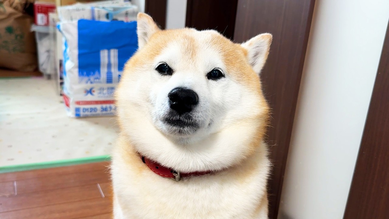 『Eveさん着用』gray Dog face printed 柴犬 A very important book arrived, but Shibe only made this serious