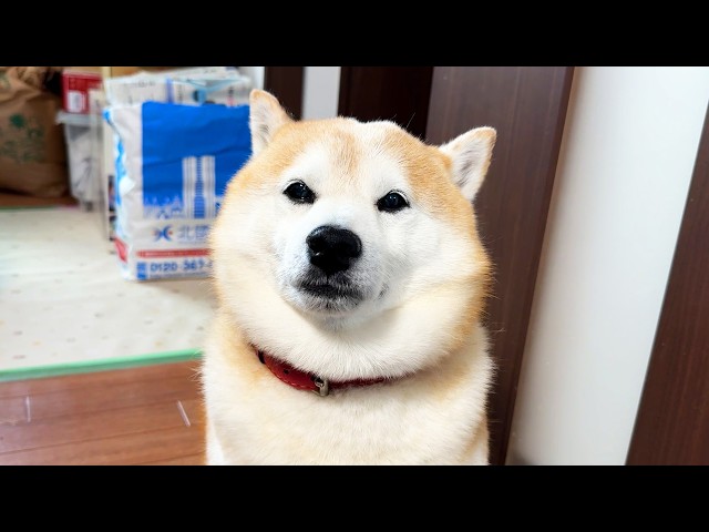 マレーシア、サリ・ヤコブのアルバム２枚　1枚は未開封。 A very important book arrived, but Shibe only made this serious