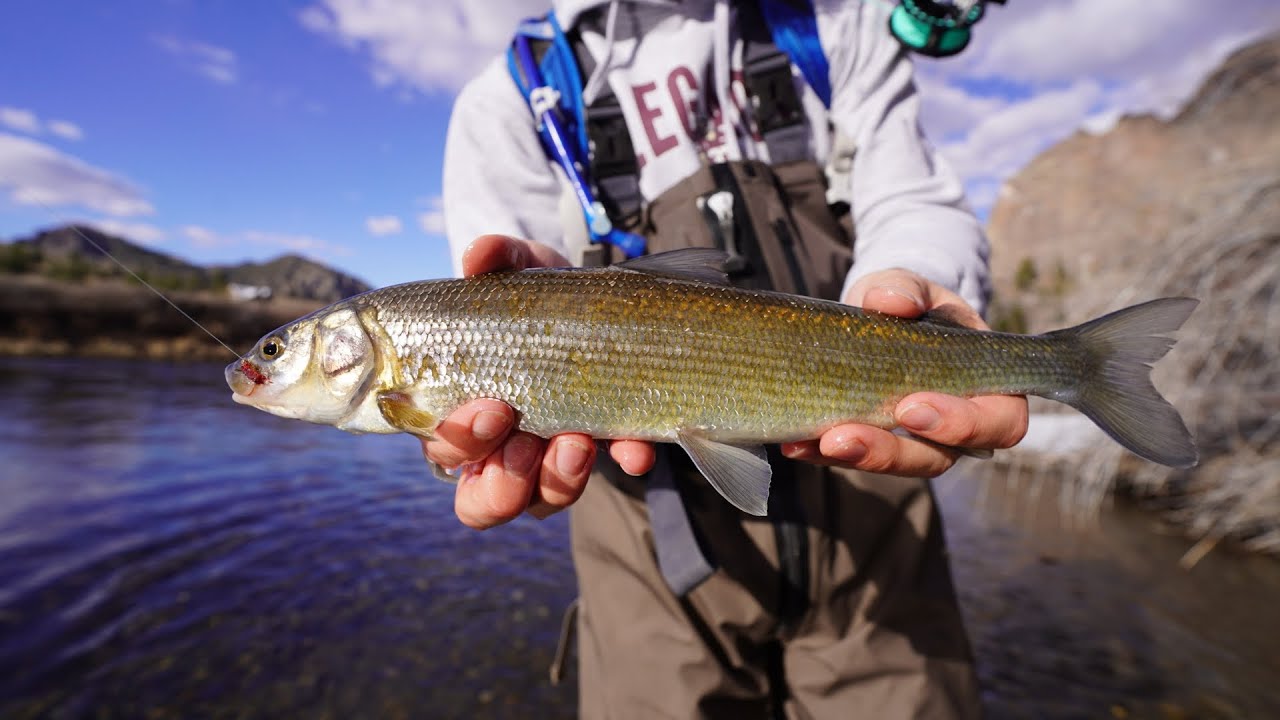 Montana Fly Fishing (Catch & Cook) - A Film by Cameron Bullock - YouTube