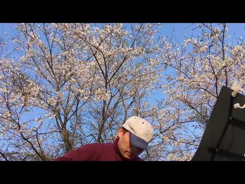 春の歌  スピッツ  弾き語り練習