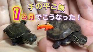 子亀飼育初心者 ゼニガメ ポケ の飼育奮闘日記 手の平ご飯 1カ月でこうなった 亀に手から餌やり 亀の餌やり 亀の餌付けゼニガメ クサガメの子供 Youtube 子亀飼育初心者 ゼニガメ ポケ の飼育奮闘日記 手の平ご飯 1カ月でこうなった 亀に手から餌やり 亀の餌やり 亀の餌付けゼニガメ クサガメの子供 Youtube