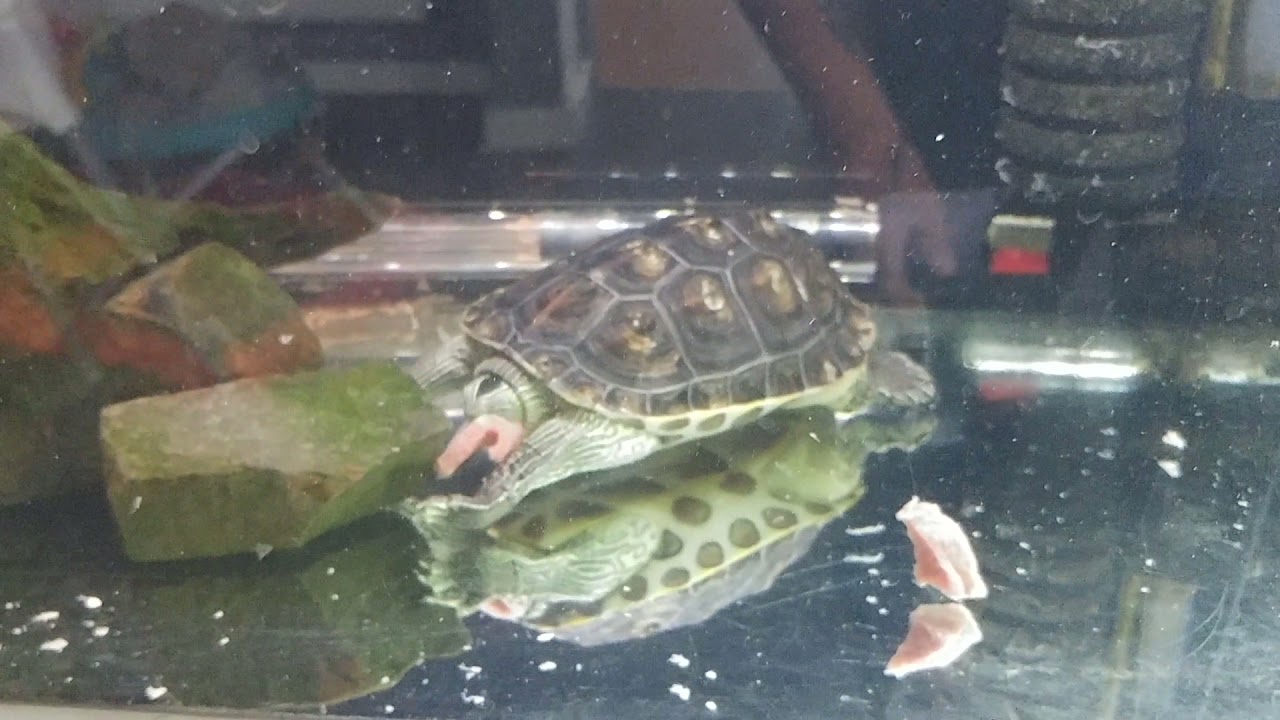 Chinese Golden Thread Turtle - FEEDING