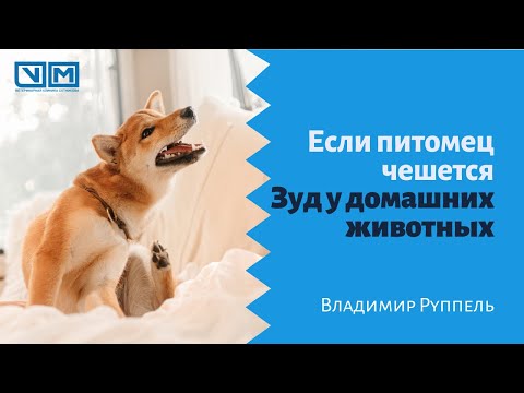 Если питомец чешется. Зуд у домашних животных