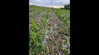 Scottsbluff Farmer Faces Hail Damage