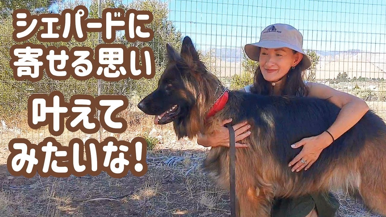 ジャーマンシェパード】愛犬以外のシェパードにも、幸せのおすそわけ