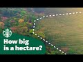 How big is a hectare