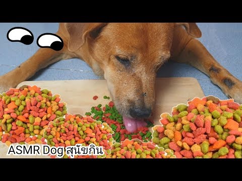 #ASMR Dog Eating เสียงสุนัขกิน อาหารแมว! ครั้งแรก Cat Food :น้องหมา Sushi