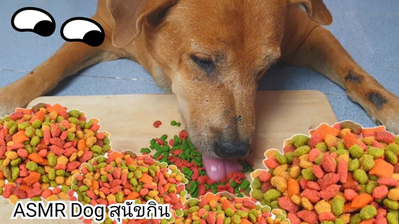 #ASMR Dog Eating เสียงสุนัขกิน อาหารแมว! ครั้งแรก Cat Food :น้องหมา Sushi | สรุปข้อมูลโดยละเอียดที่สุดเกี่ยวกับหมา กิน อาหาร แมว