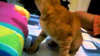 VID 00032 20100805 1147