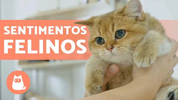 O que gato sente?