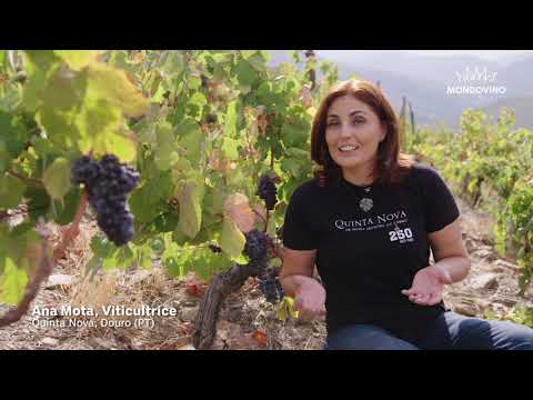 Vidéo: Dormez Dans Un Tonneau De Vin Géant Dans Ce Magnifique Vignoble Portugais