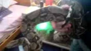 my burmese pythons and boa's