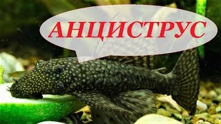 Аквариумная рыбка Анциструс, содержание анциструсов, размножение, уход, виды. Сом присоска.