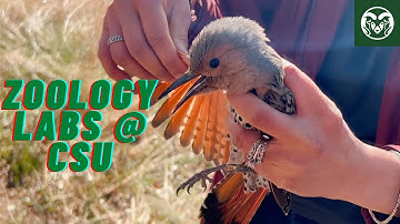 Ornithology Class Excursion: Bird Banding | Alex