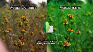 Pop the colors With Selective Edits & Curve Tool in Snapseed। Android । iPhone