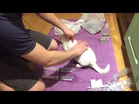 Укол или вливание кошке или коту в холку, если животное обезвожено. Dehydrated cat fluid injection;