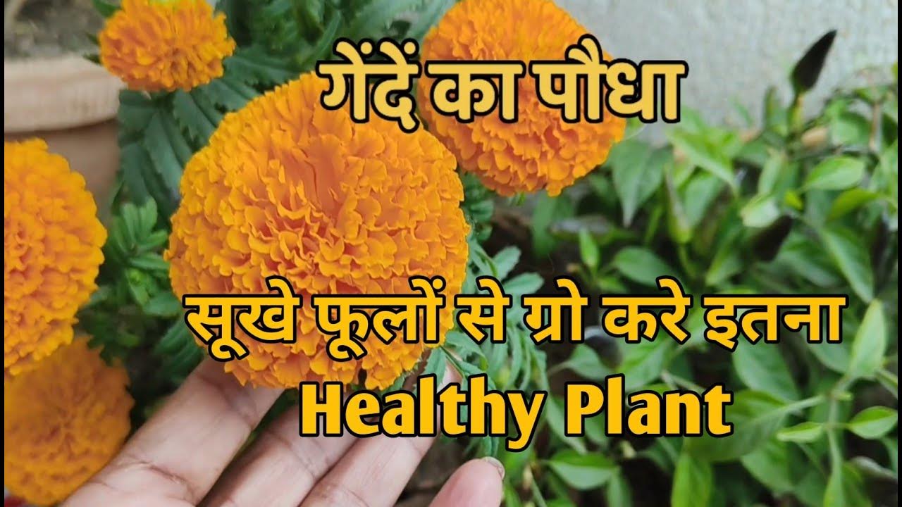 Marigold flower Plant kaise ugaye l मिट्टी में सूखे फूल डाल कर भूल जाओ