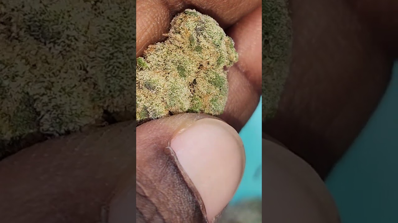 Visual Strain Review: Blue Runtz 🔵 by Stiizy 🔥🔥🔥