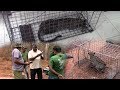 Giving treatments to an Injured leopard cub (Part 1)