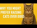 The Case for Choosing Cats as Pets