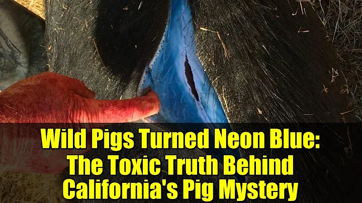 Wild Pigs Turned Neon Blue: The Toxic Truth Behind California's Pig Mystery