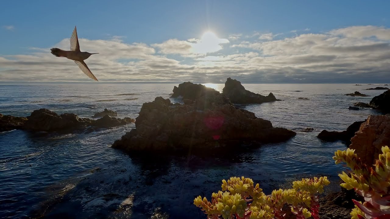 Gentle Pacific Ocean Waves Breaking on Rock formations w/ Ocean Bird Sounds, Succulents & Clouds #1