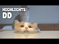 Highlights of dd the cat  kittisaurus