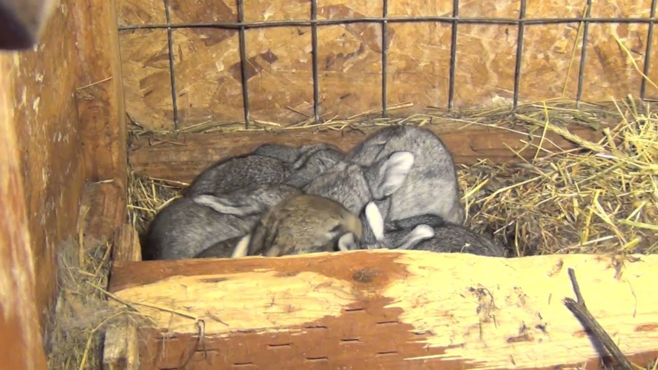 Cuddle baby bunnies YouTube