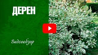 Дерен ✅ Сорта ✅ Как украсить сад декоративным кустарником? видео Дерен в Ландшафтном Дизайне Белый и Красный, Посадка и Размножение Растения, Виды и Сорта Кустарника, Уход в Открытом Грунте