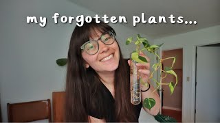 tending to my neglected plants 🫣