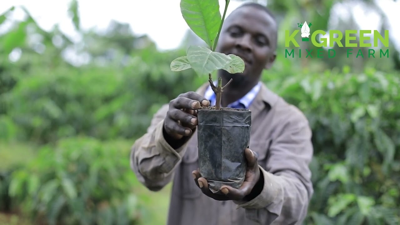 Coffee Farming Operations. Part 1