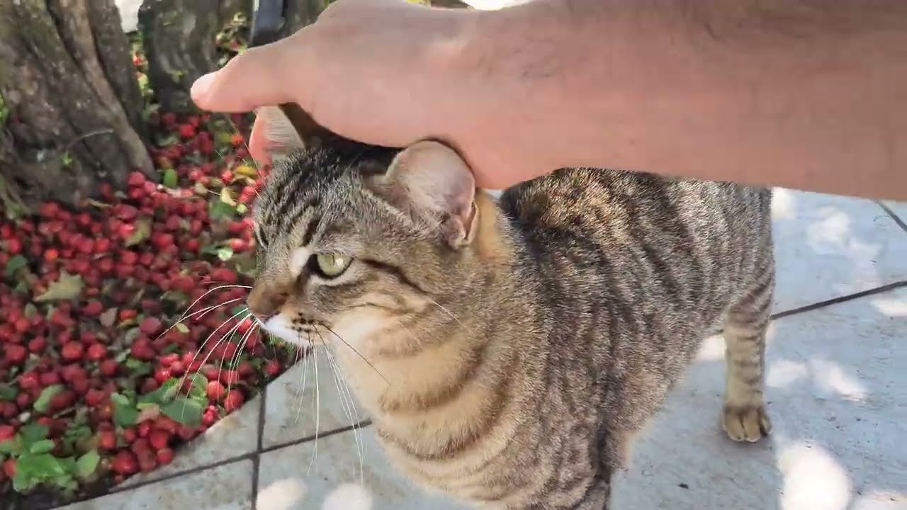The Backyard Tiger 🐯 Fearless Tabby Cat Climbing Trees & Walls [4K]
