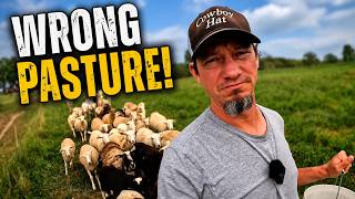 Sheep in the Wrong Pasture, 19 Bales to Move, & a Pond Full of Fish!
