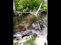 Banjo adventures 9mile creek part 1