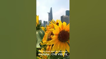 Cánh Đồng Hoa Hướng Dương Bên Sông Sài Gòn #ChợViệtTV
