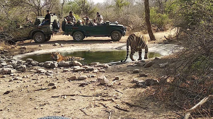 Ranthambhore Tigers trying to kill the heat...