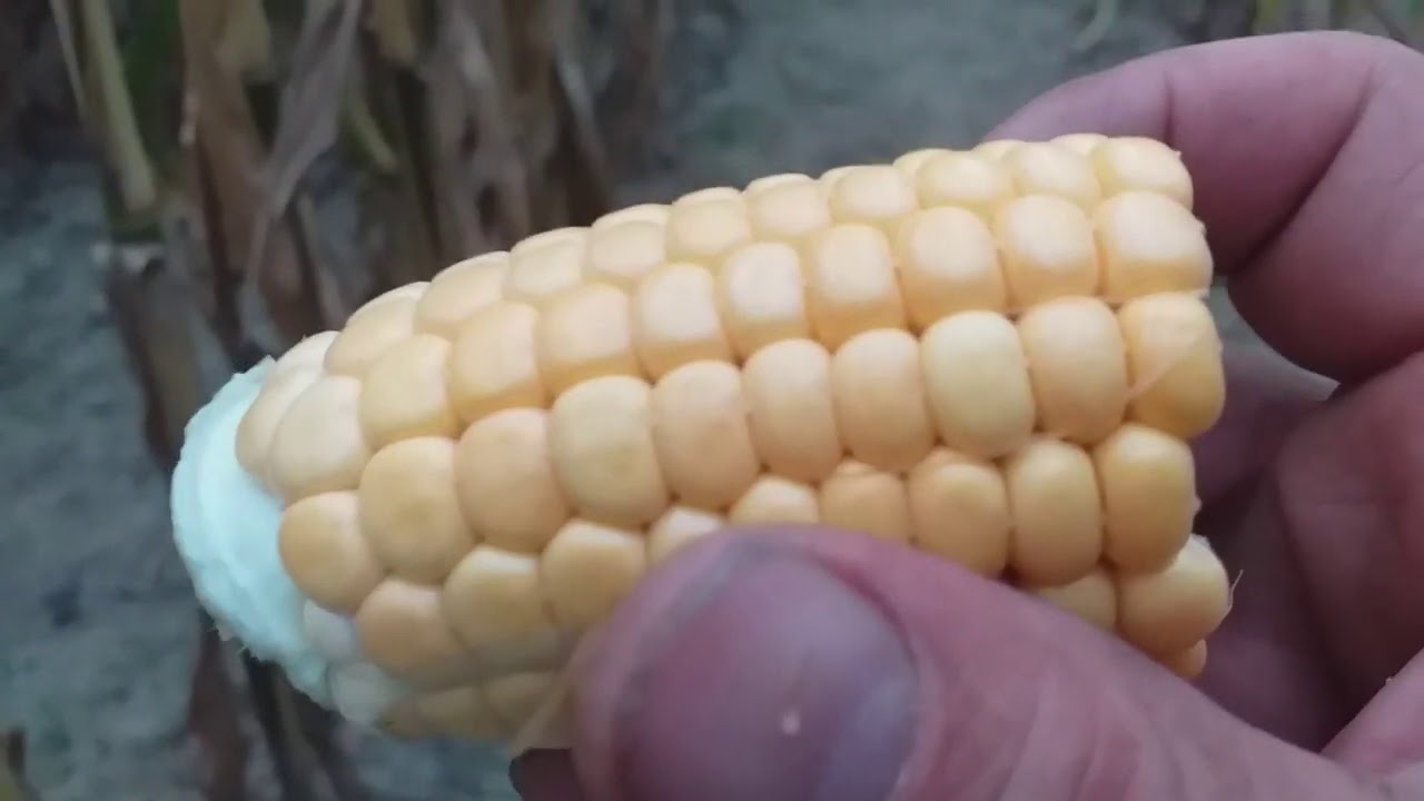 Vidéo n°27 maturité des maïs ensilage