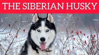 All About The Siberian Husky Appearance and Character