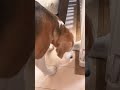 自分のおやつを“どうぞ”する優しい赤ちゃんBaby shares snack with best friend #beagle #ビーグル #dog