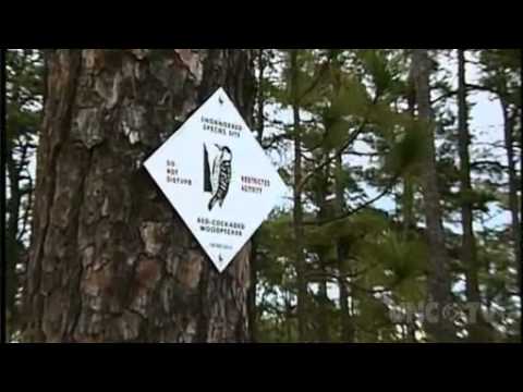 NC NOW | Hoke Community Forest | UNC-TV