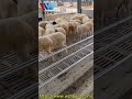 Affordable and Durable Goat &amp; Sheep Sheds