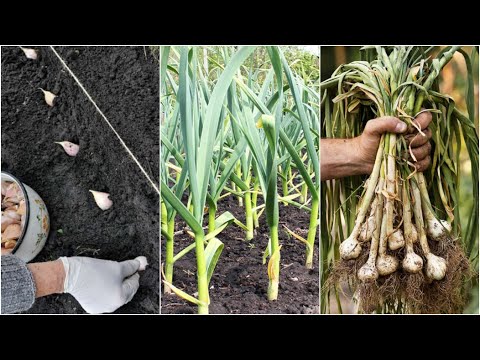 Video: Cómo y qué dar de comer al ajo en primavera