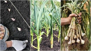 How To Grow Garlic  Planting, Growing, and Harvesting Garlic Bulbs