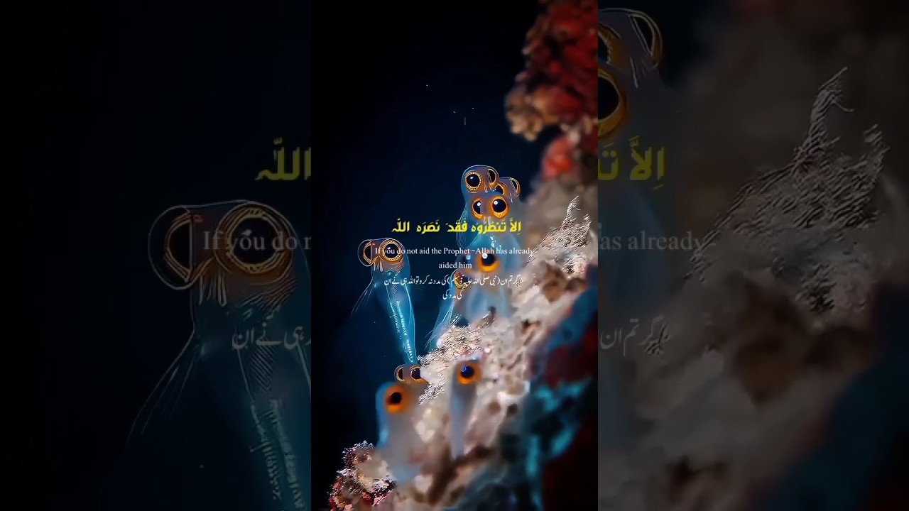 "Peaceful Surah Al-Hujurat Recitation | Quran Short Video"