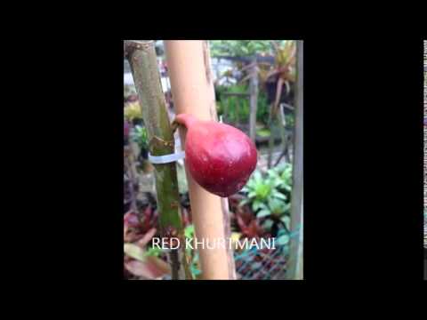 Video antara buah tin di malaysia