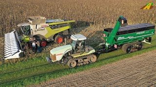 Sonnenblumen Ernte 2021 Mähdrescher CLAAS Lexion Callenger Raupe 85E Lohnunternehmen Landwirtschaft