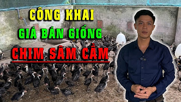 CÔNG KHAI GIÁ BÁN GIỐNG CHIM SÂM CẦM TẠI TRANG TRẠI LỚN NHẤT KHU VỰC MIỀN NAM |KHỞI NGHIỆP CHĂN NUÔI