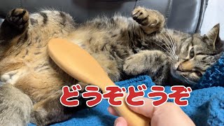 何をしても怒らない猫が尊い