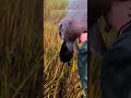 American Wigeon Hunting beauty of Birds #american #wigeon #hunting #shortvideo #shortsfeed #beauty